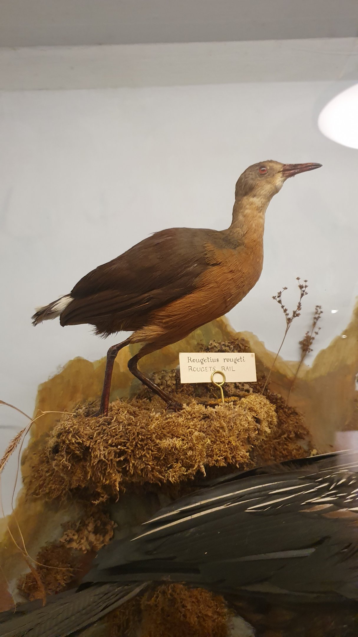 Rouget's Rail Taxidermy, Wollaton Hall NHM, 19th July 2021