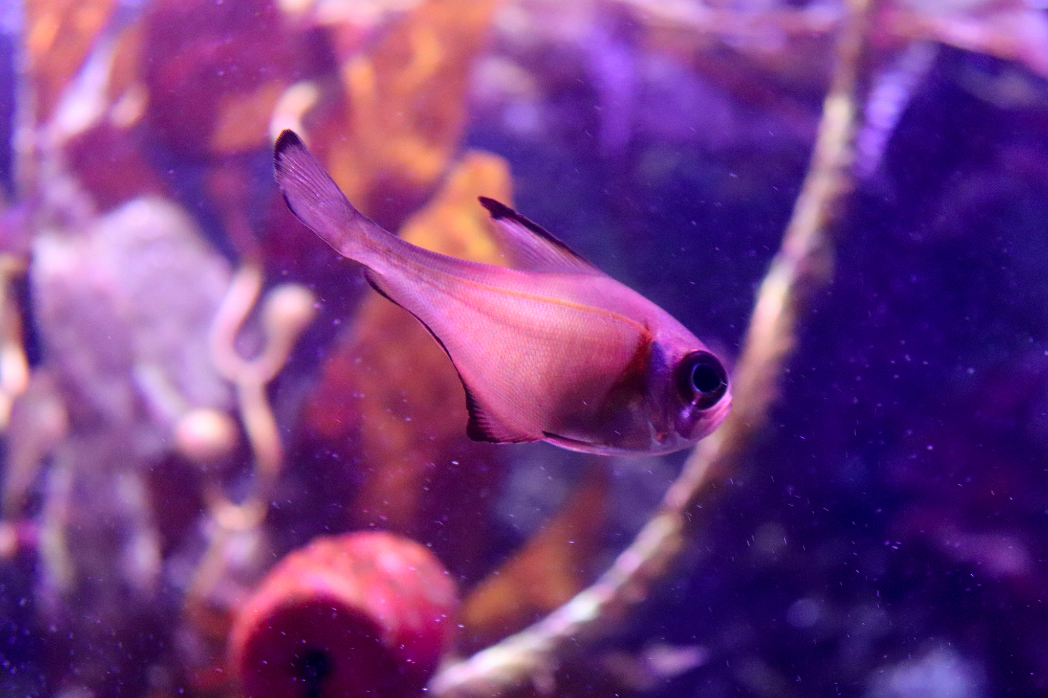 Rough Bullseye (Pempheris klunzingeri) - December 2018