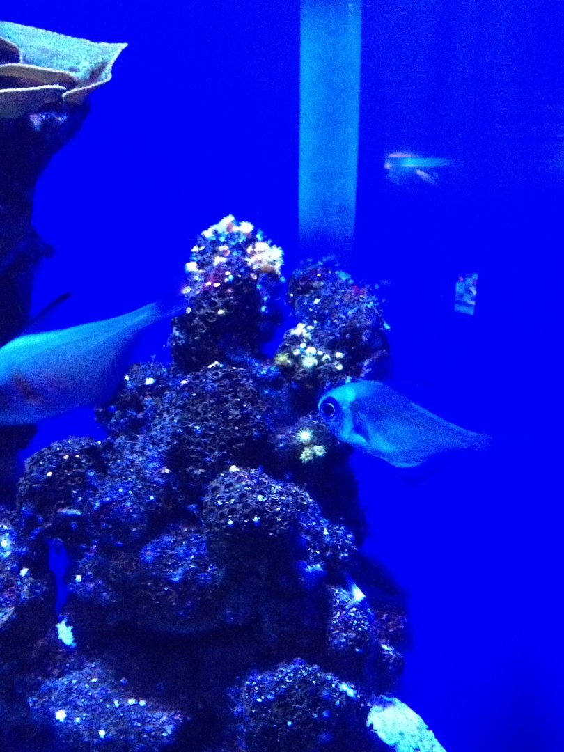 Rough Bullseye (Pempheris klunzingeri)