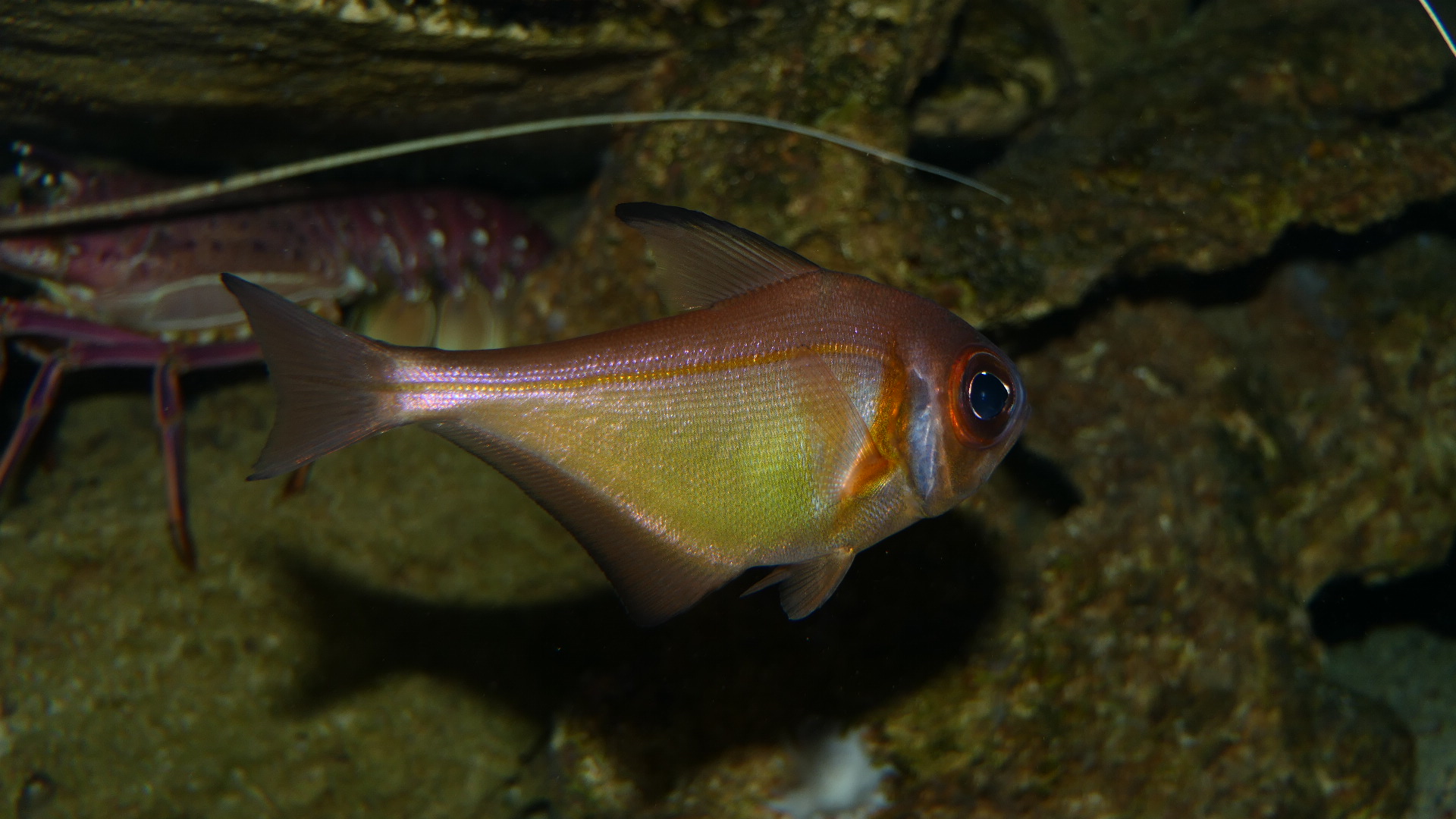 Rough Bullseye (Pempheris klunzingeri)