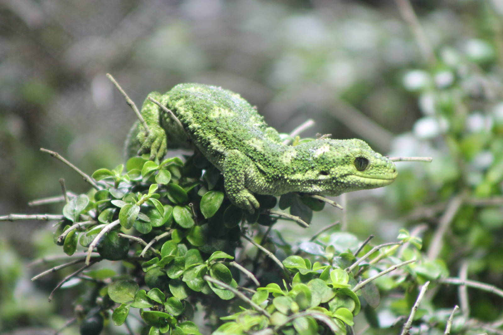 rough gecko (Naultinus rudis)