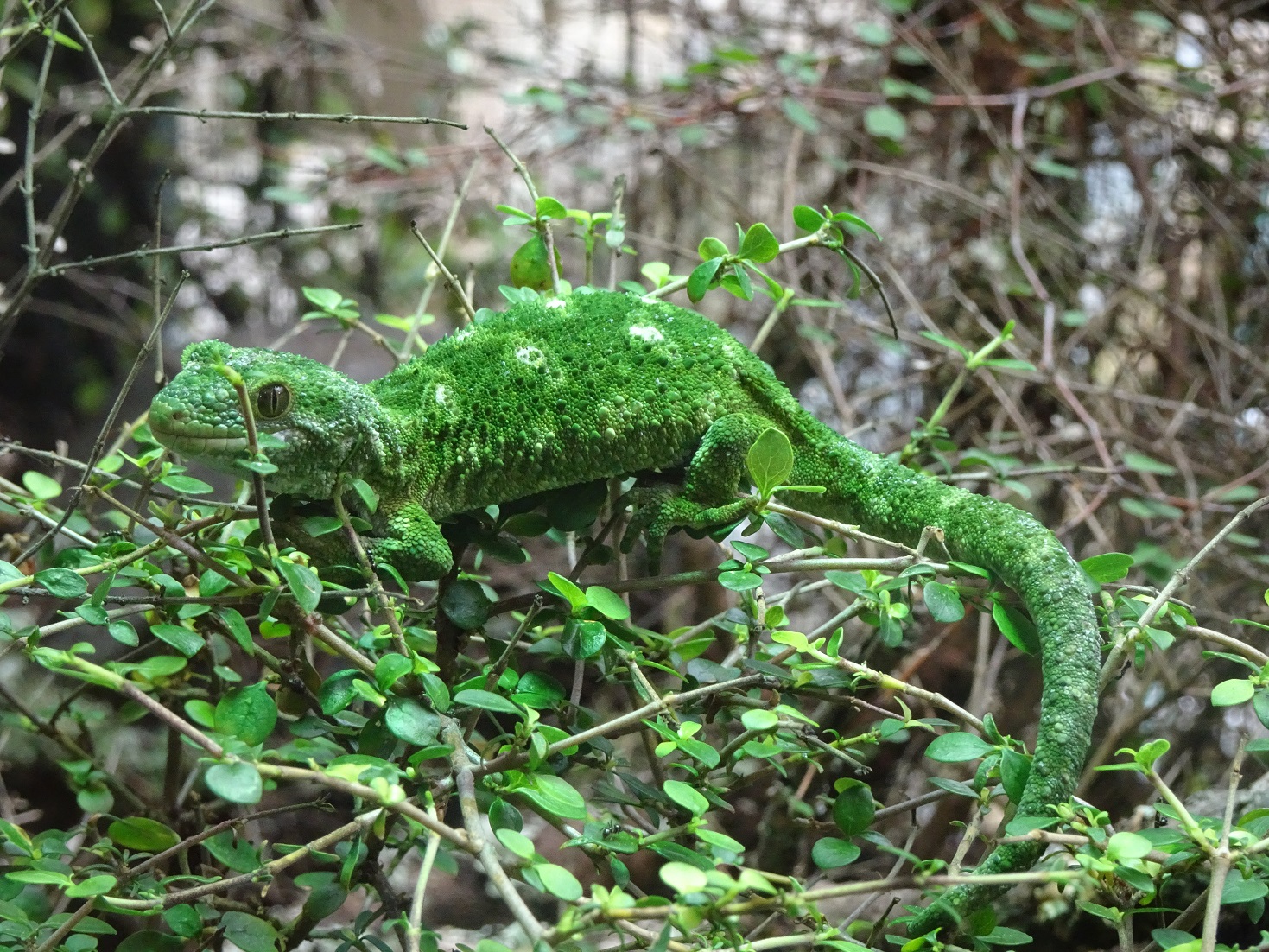 Rough Gecko, November 2015