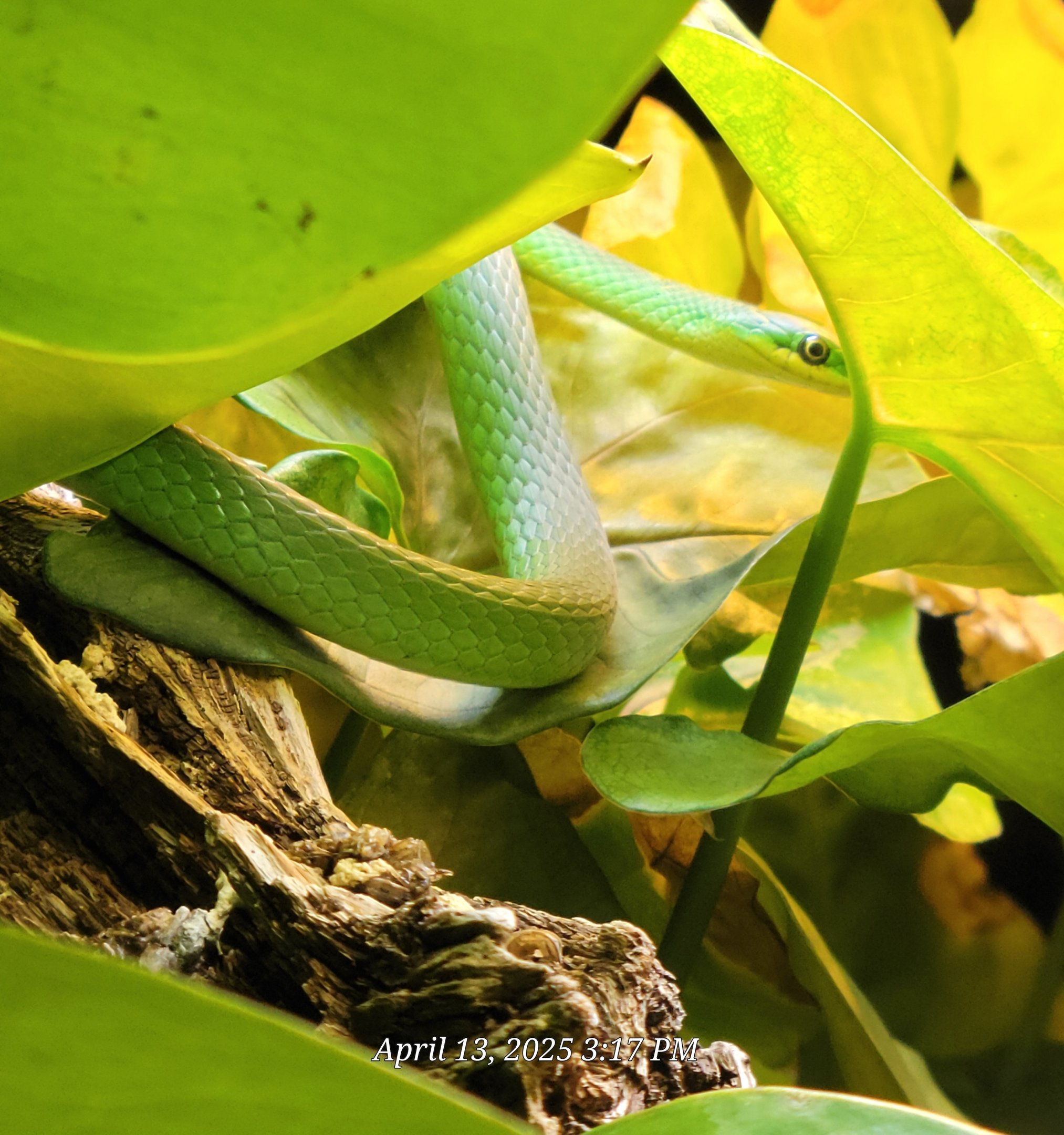 Rough Green Snake-April 2025