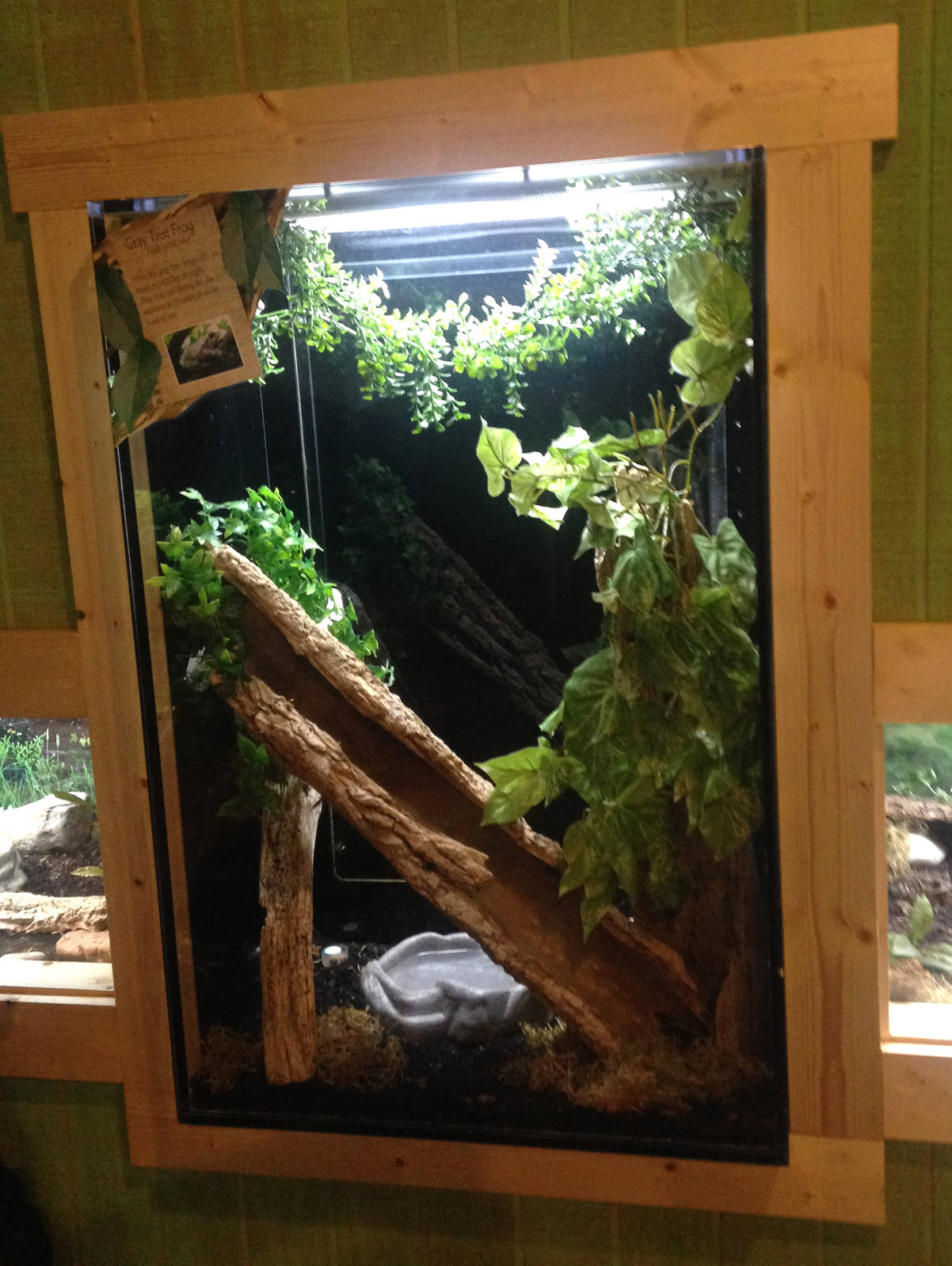 Rough Green Snake Exhibit