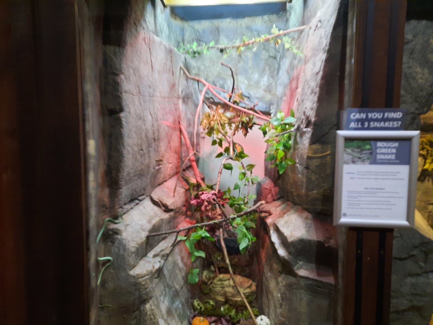 Rough Green Snake Exhibit