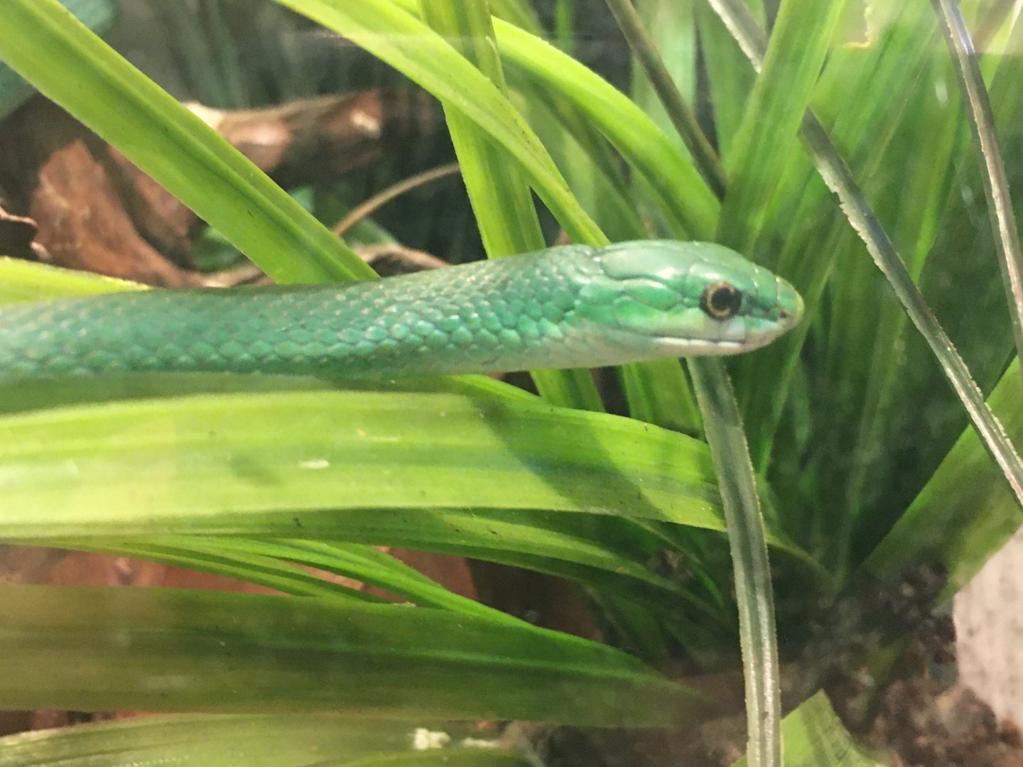 Rough Green Snake (Opheodrys aestivus)