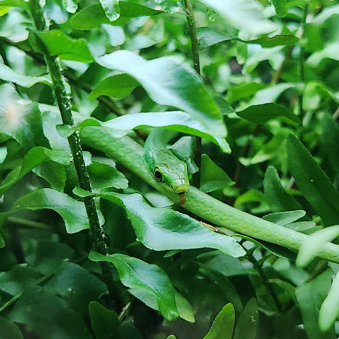 Rough Green Snake (Opheodrys aestivus)