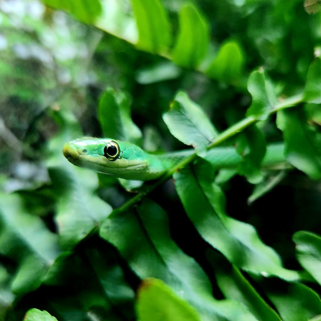 Rough Green Snake (Opheodrys aestivus)