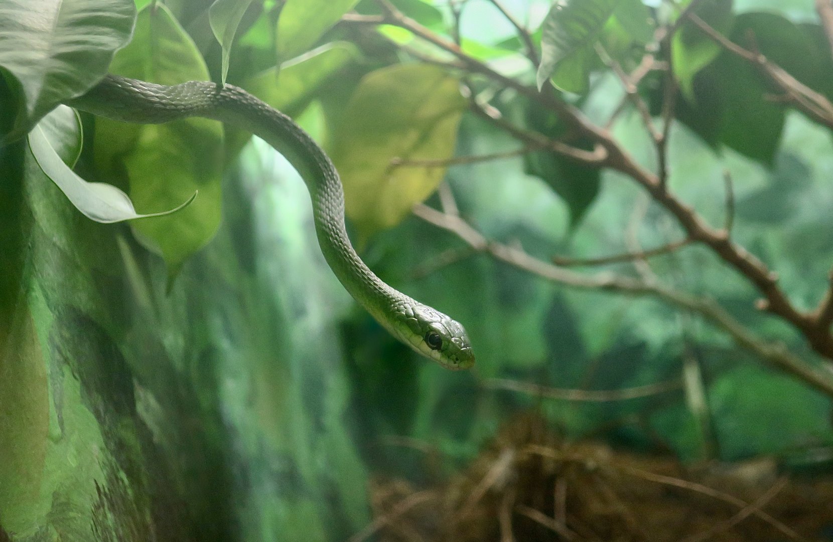 Rough Green Snake (Opheodrys aestivus)