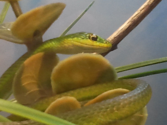 Rough Green Snake