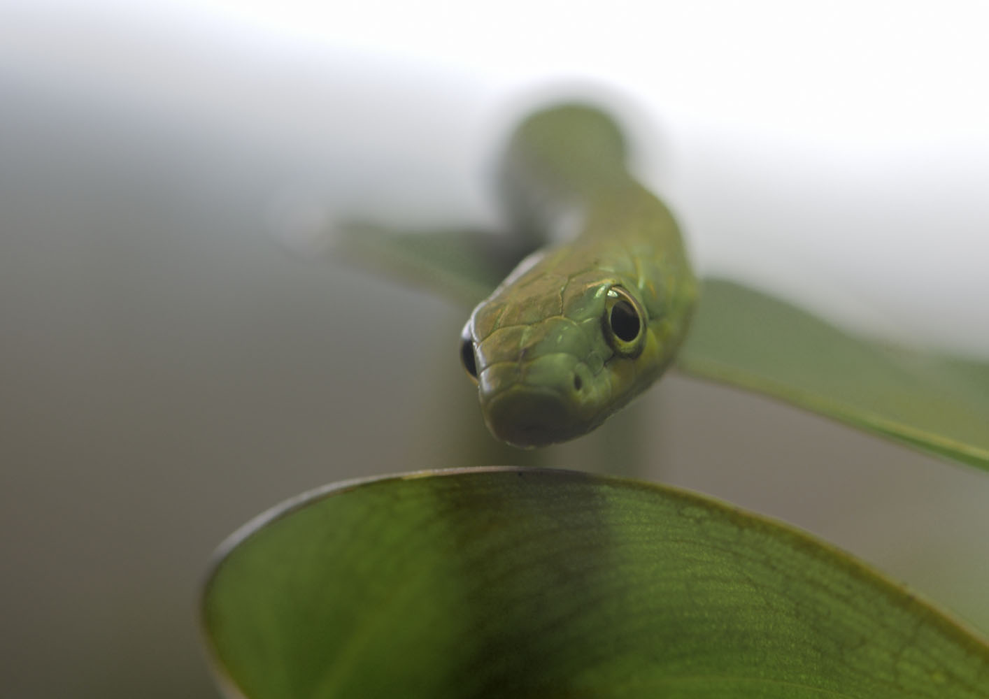 Rough green snake