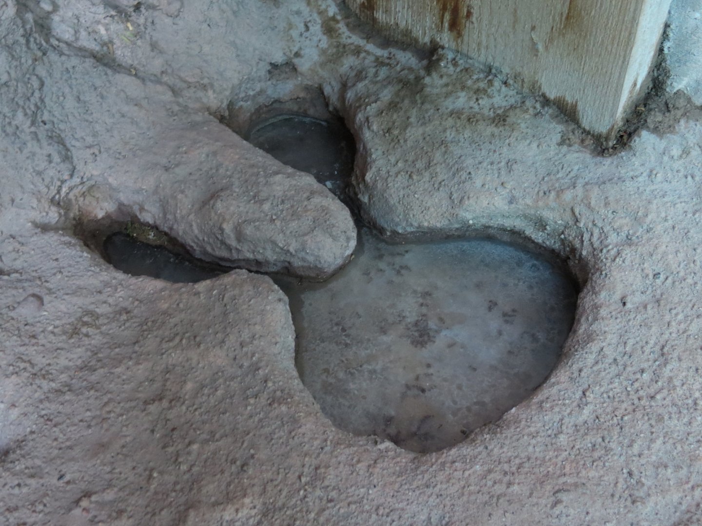 Rough Harvester Ant Exhibit