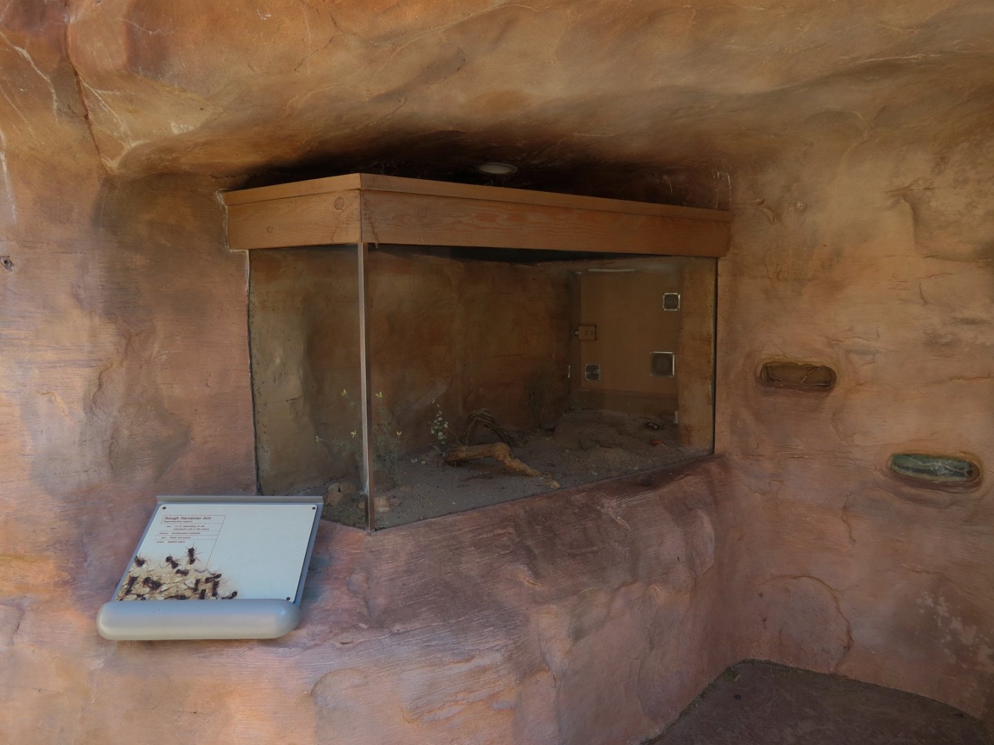 Rough Harvester Ant Exhibit