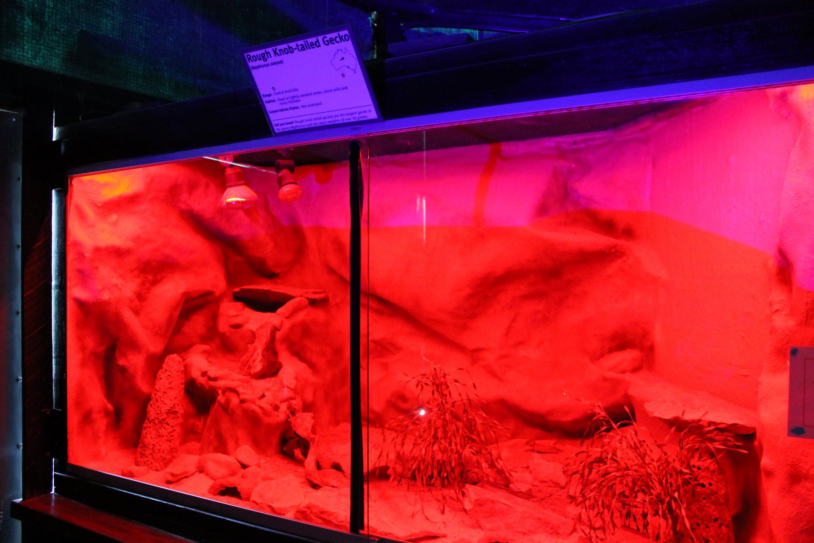 Rough Knob-tailed Gecko enclosure