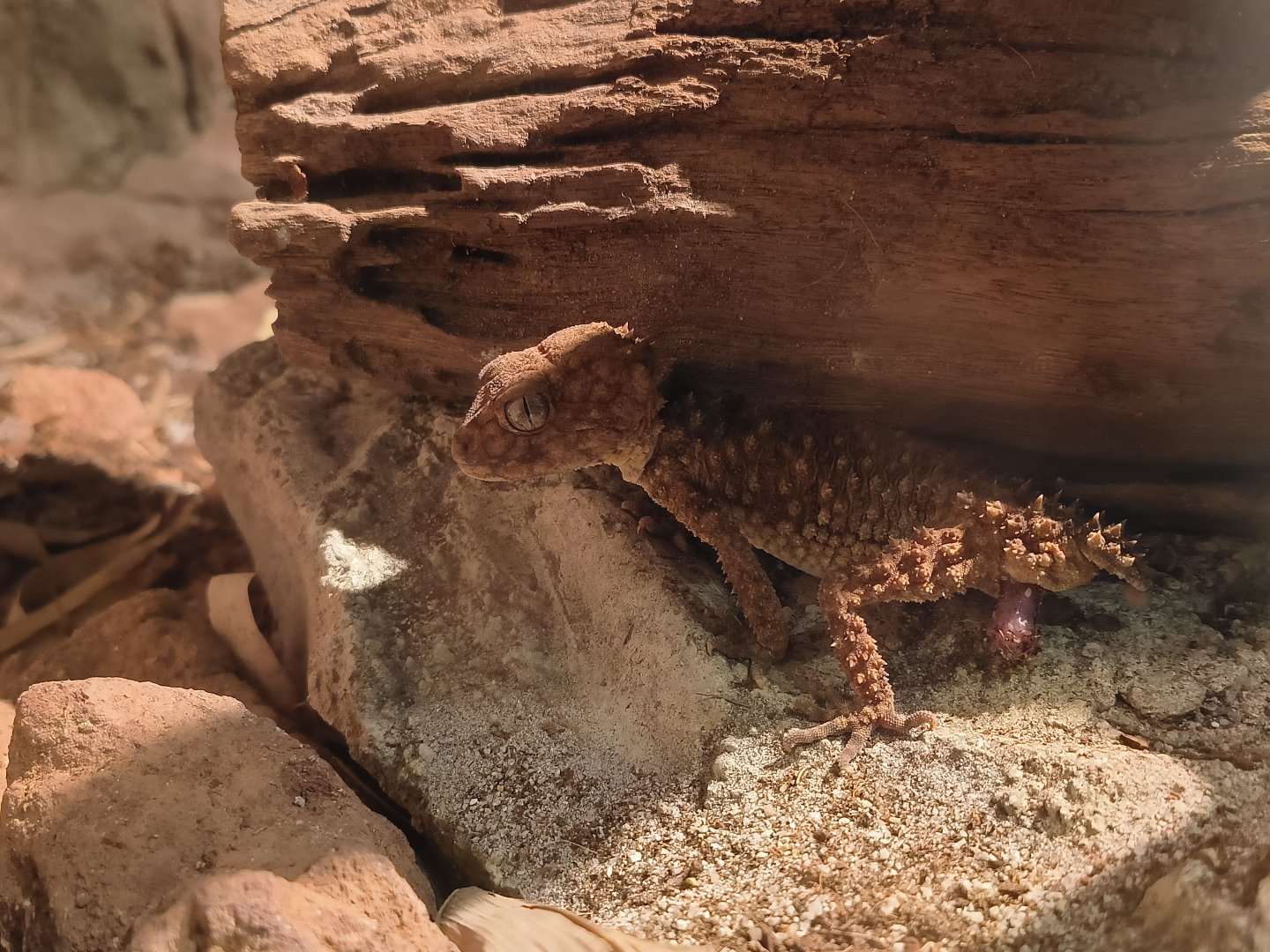 Rough Knob-Tailed Gecko (Nephrurus amyae)