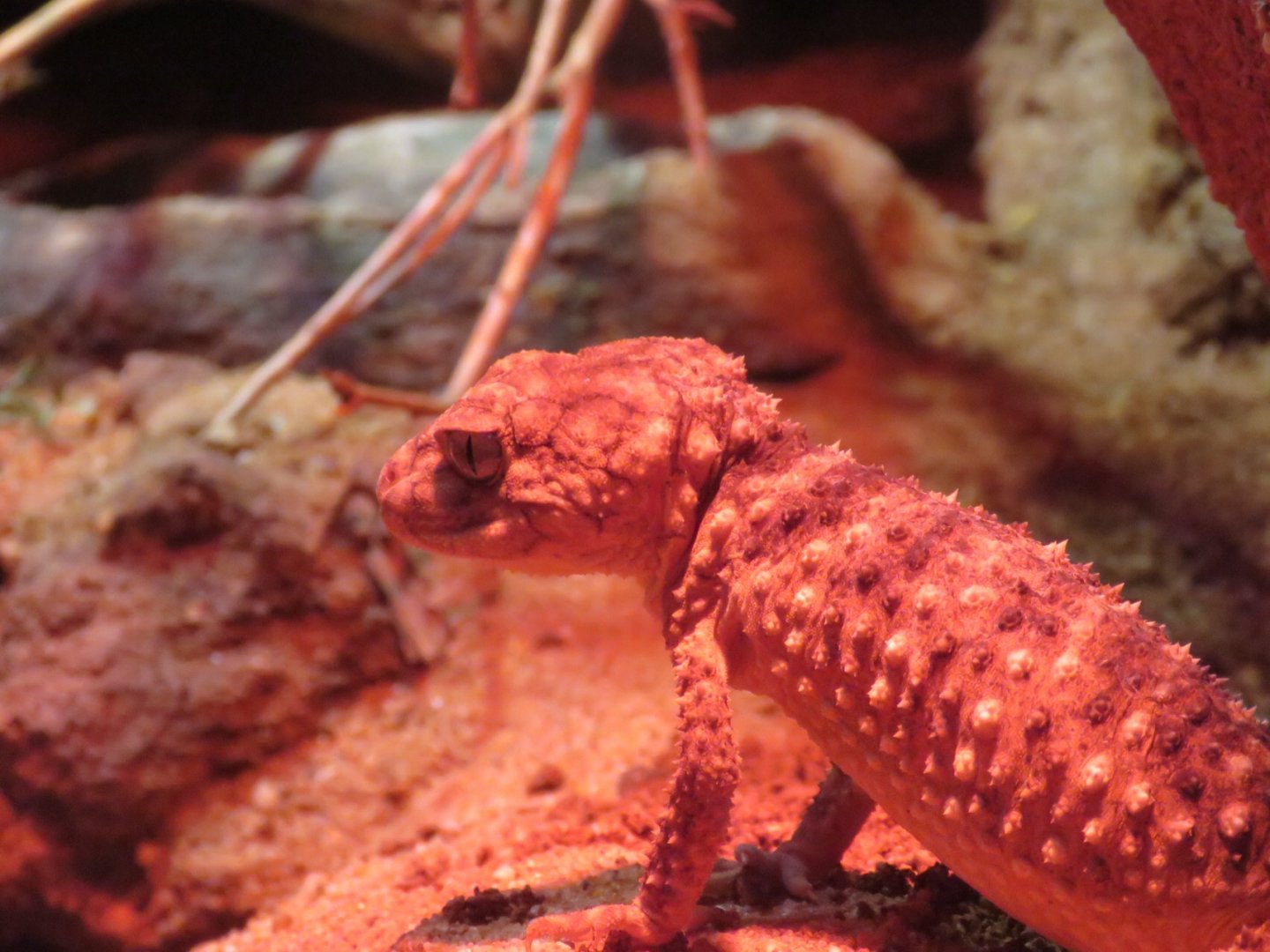 Rough Knob Tailed Gecko (Nephrurus asper