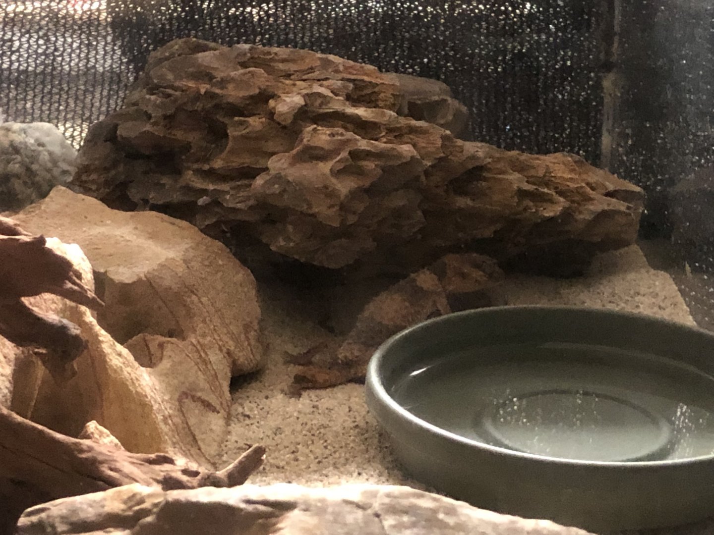 Rough knob-tailed gecko (new)
