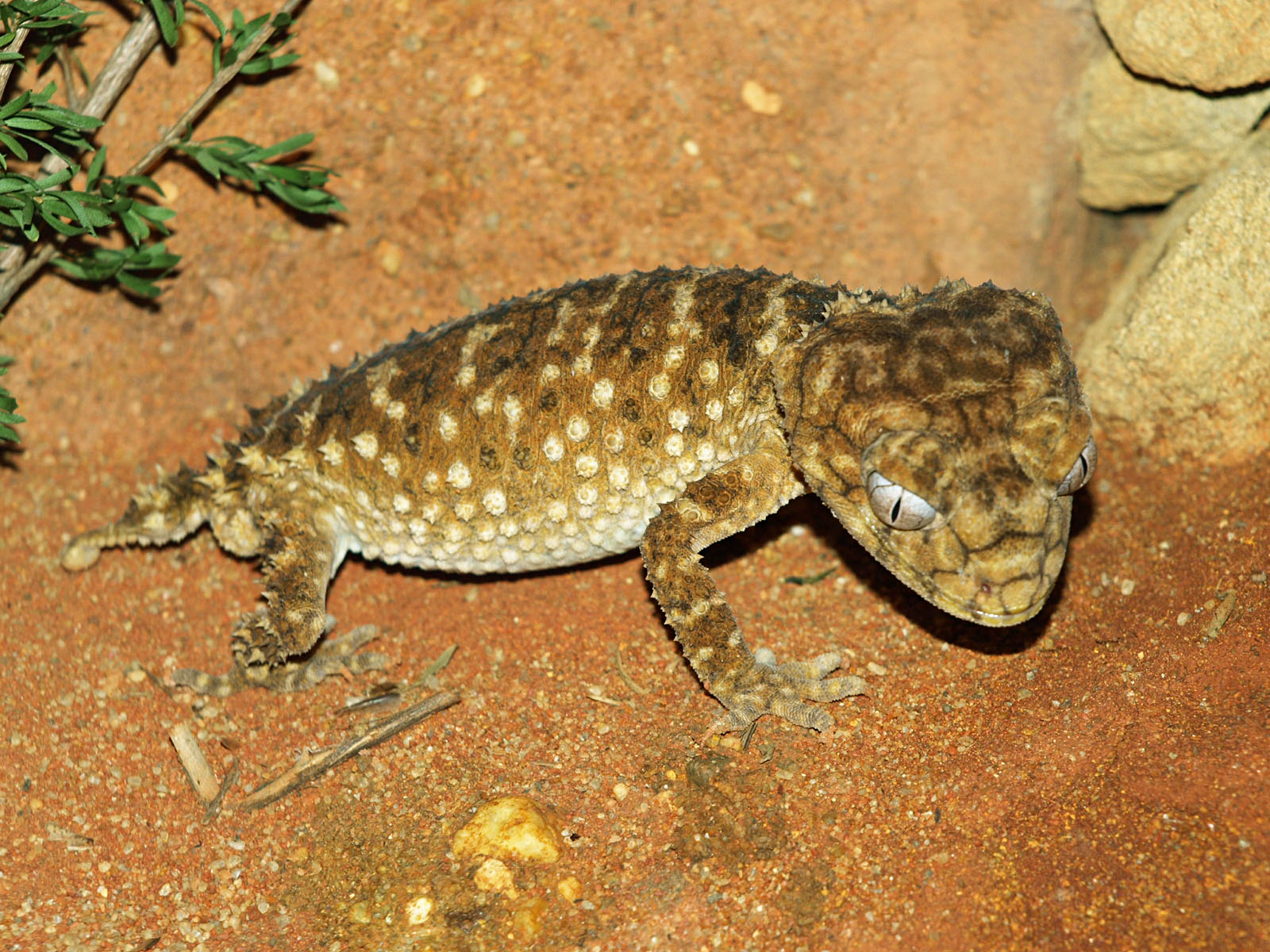 Rough Knob-tailed gecko