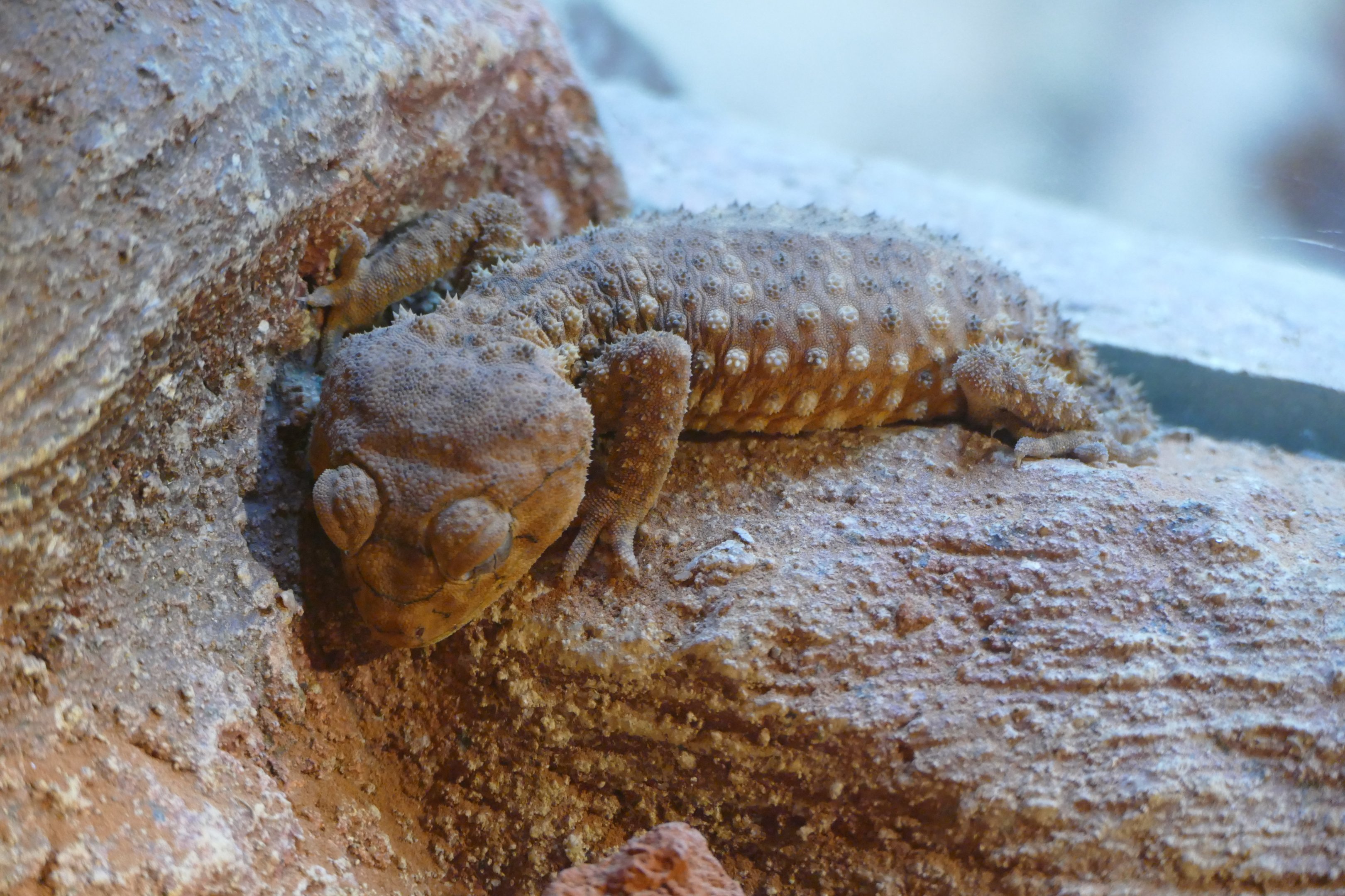 Rough Knob-tailed Gecko