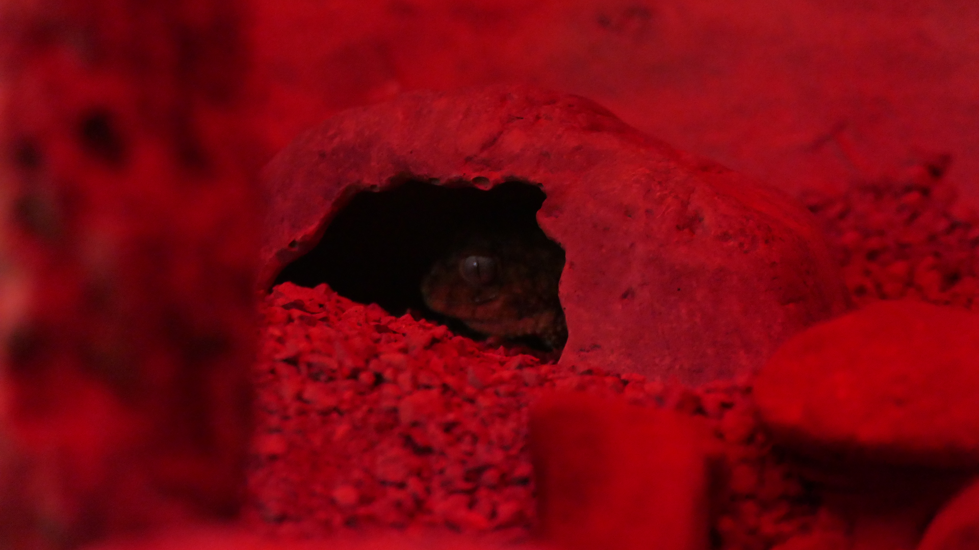 Rough Knob-tailed Gecko