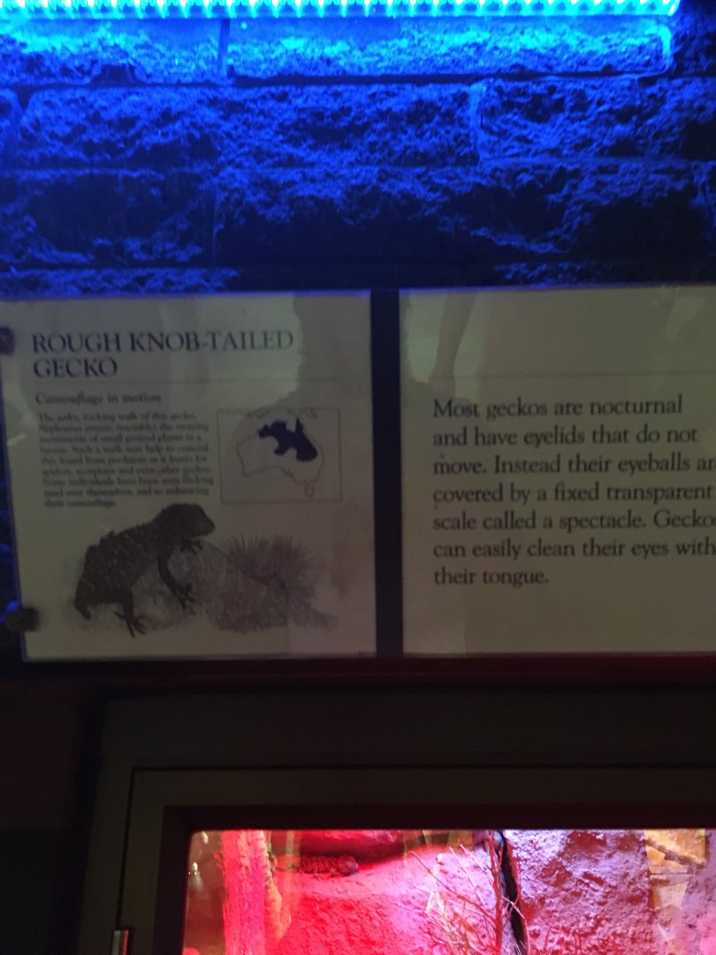 Rough Knob-Tailed Gecko