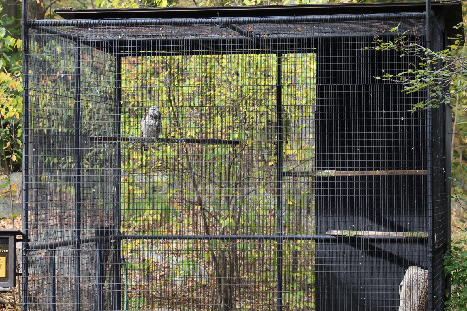 Rough-Legged Buzzard Aviary