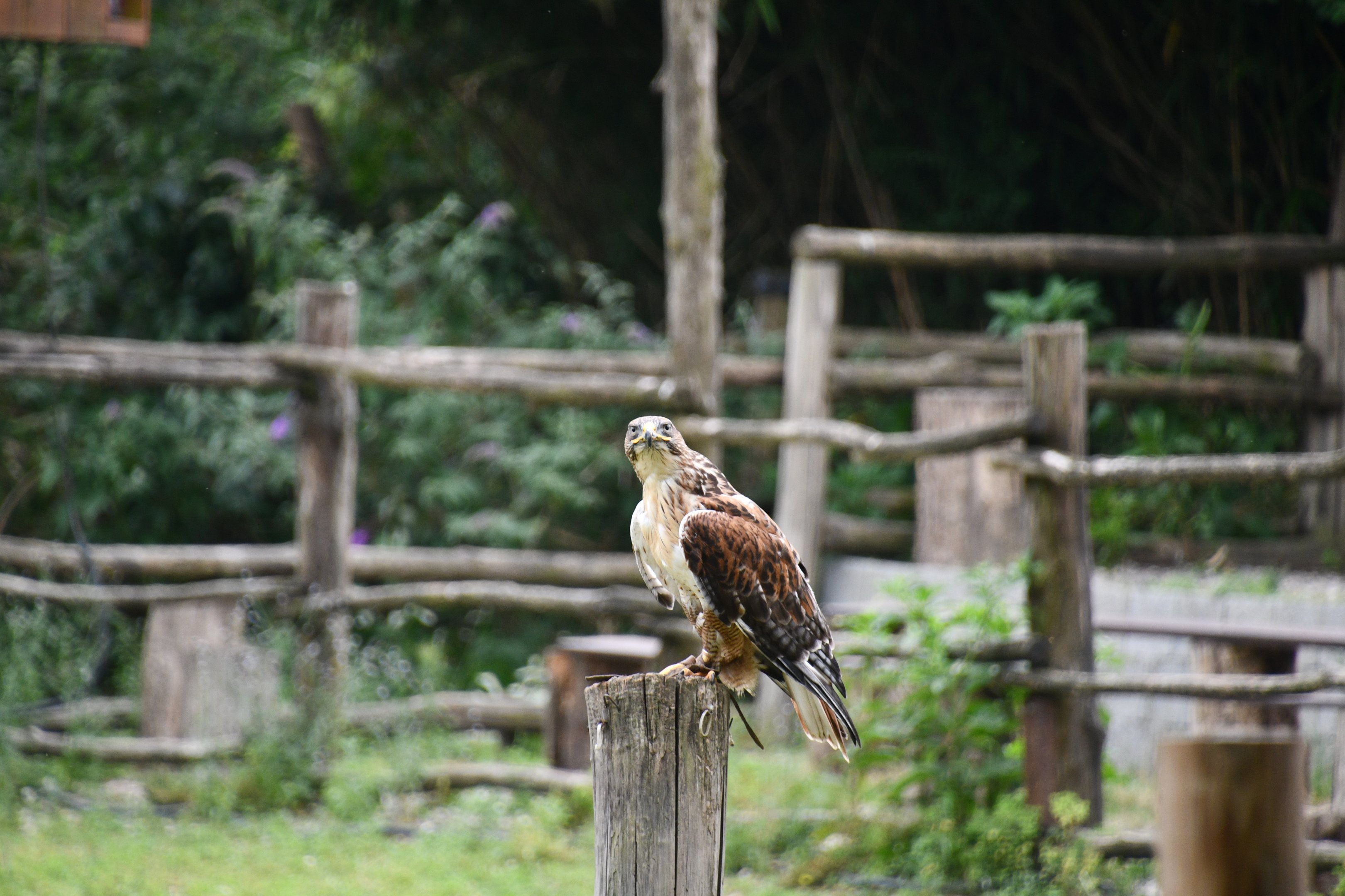Rough-legged Buzzard (flight show)