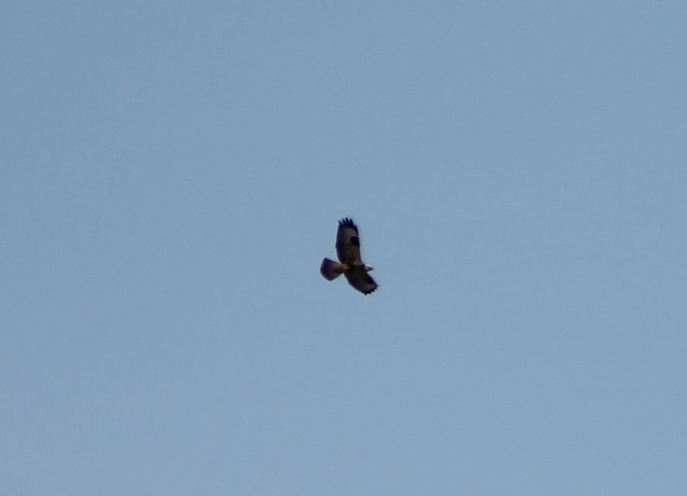 Rough-legged buzzard