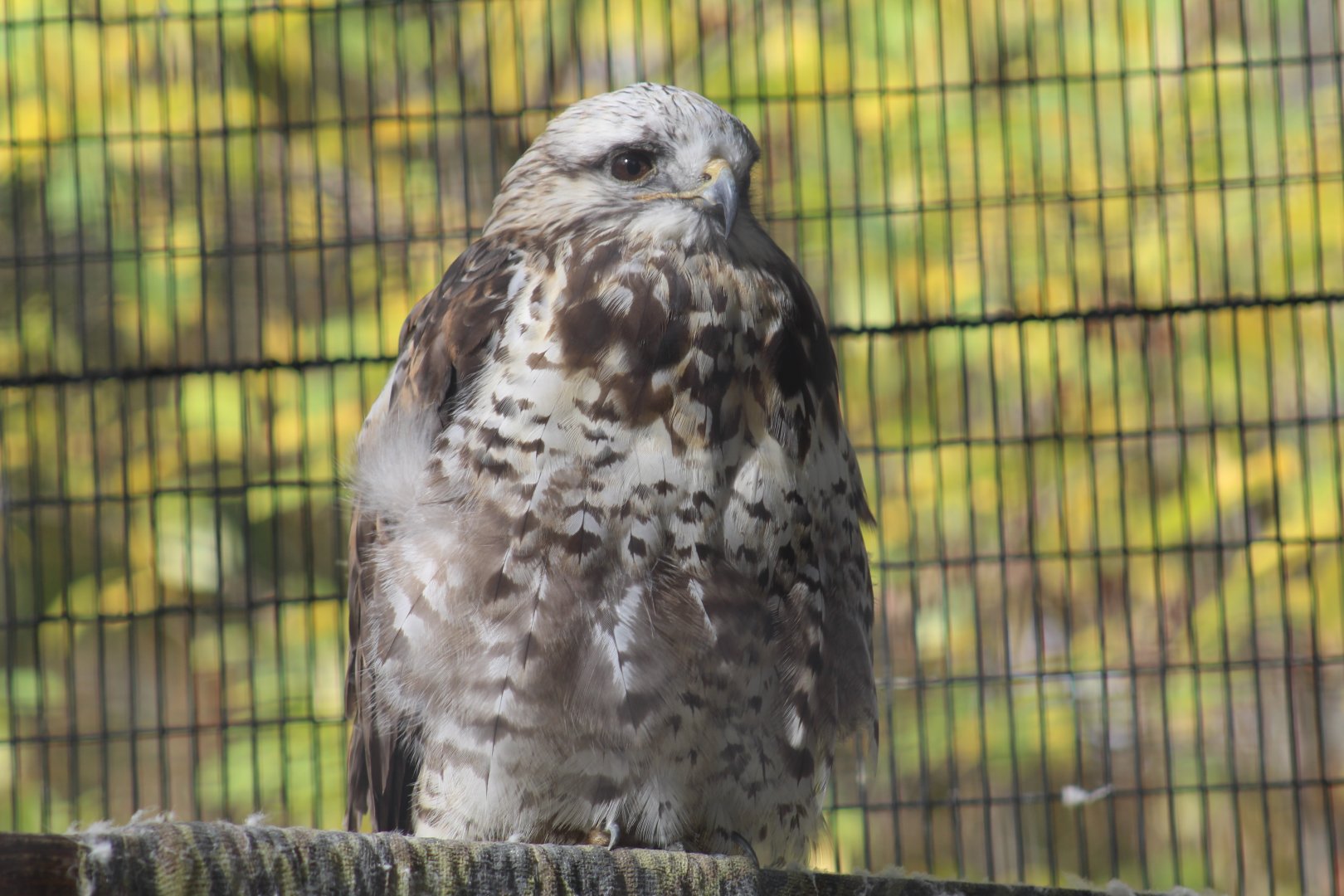 Rough-Legged Buzzard