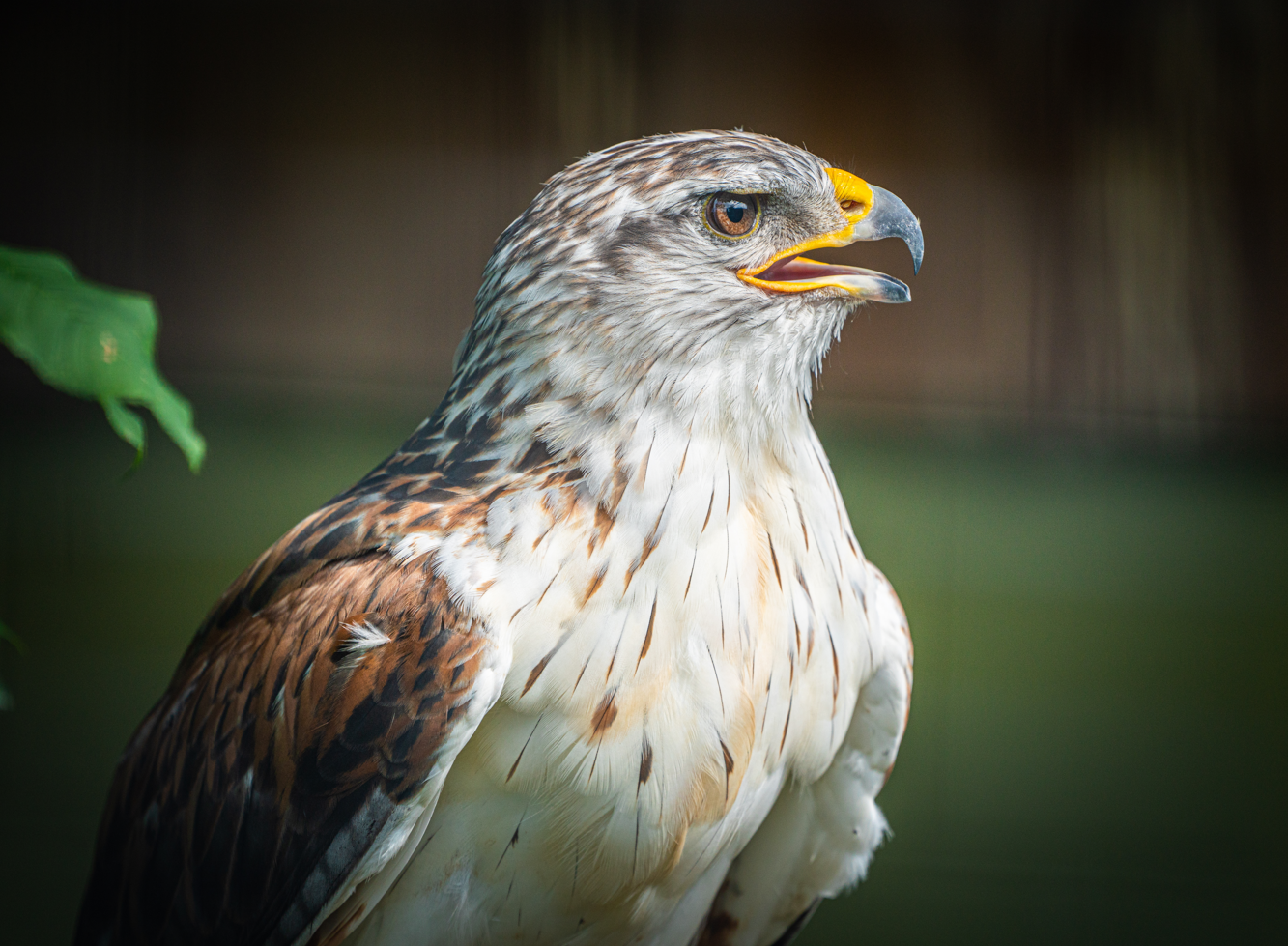 Rough-legged Buzzard