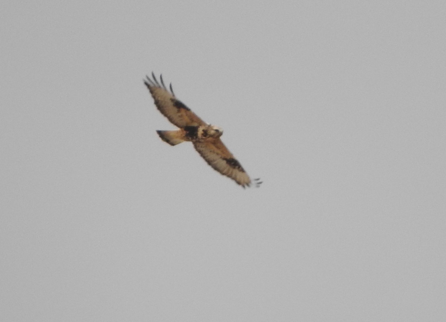 Rough-legged Hawk/Buzzard (sanctijohannis)