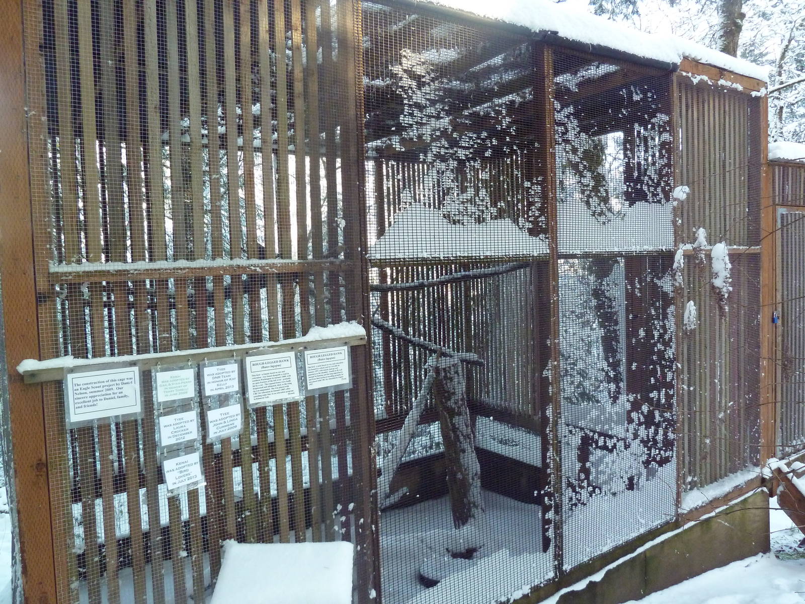Rough-Legged Hawk Exhibit