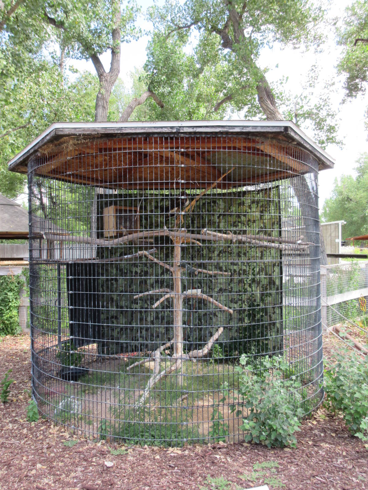 Rough-Legged Hawk Exhibit