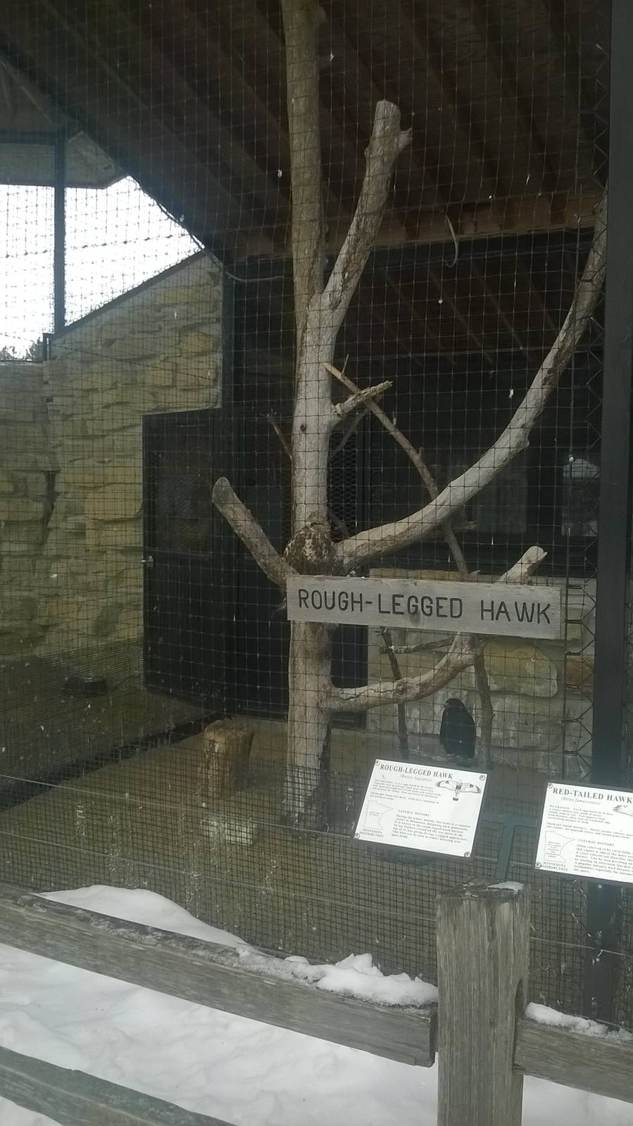 Rough Legged Hawk Exhibit