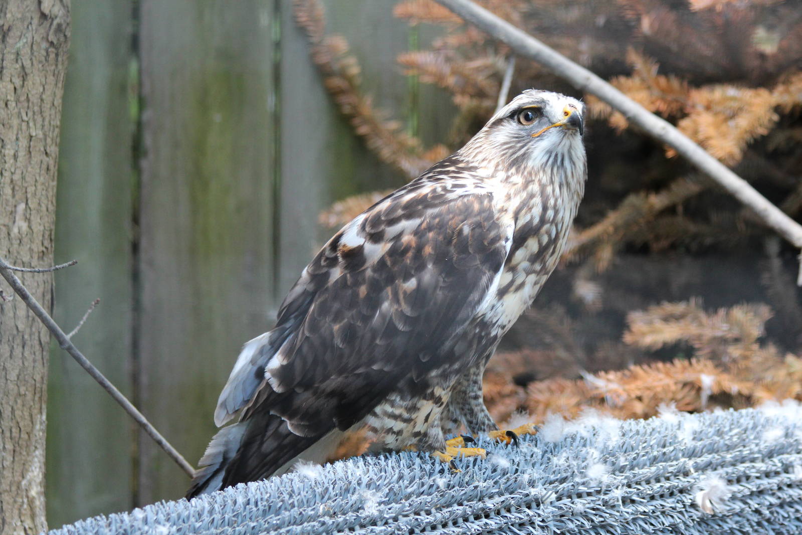 Rough-legged Hawk - June 2016