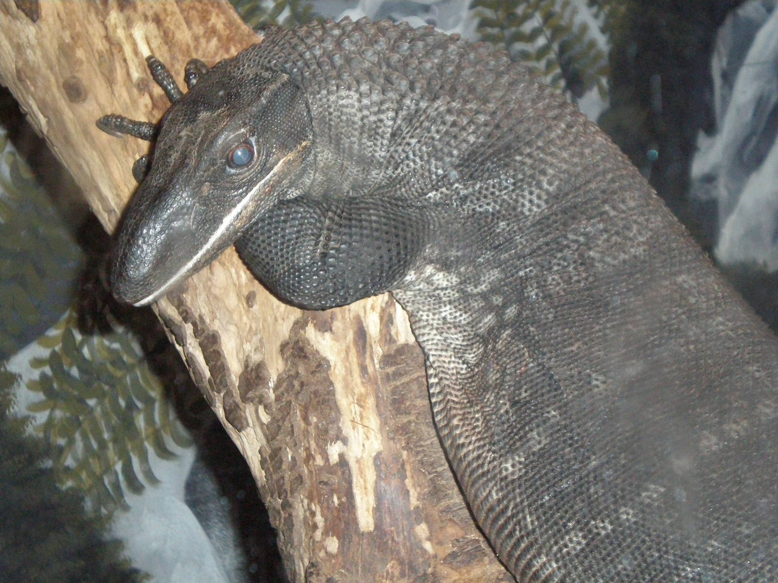 Rough Neck Monitor- AA JUN08 II