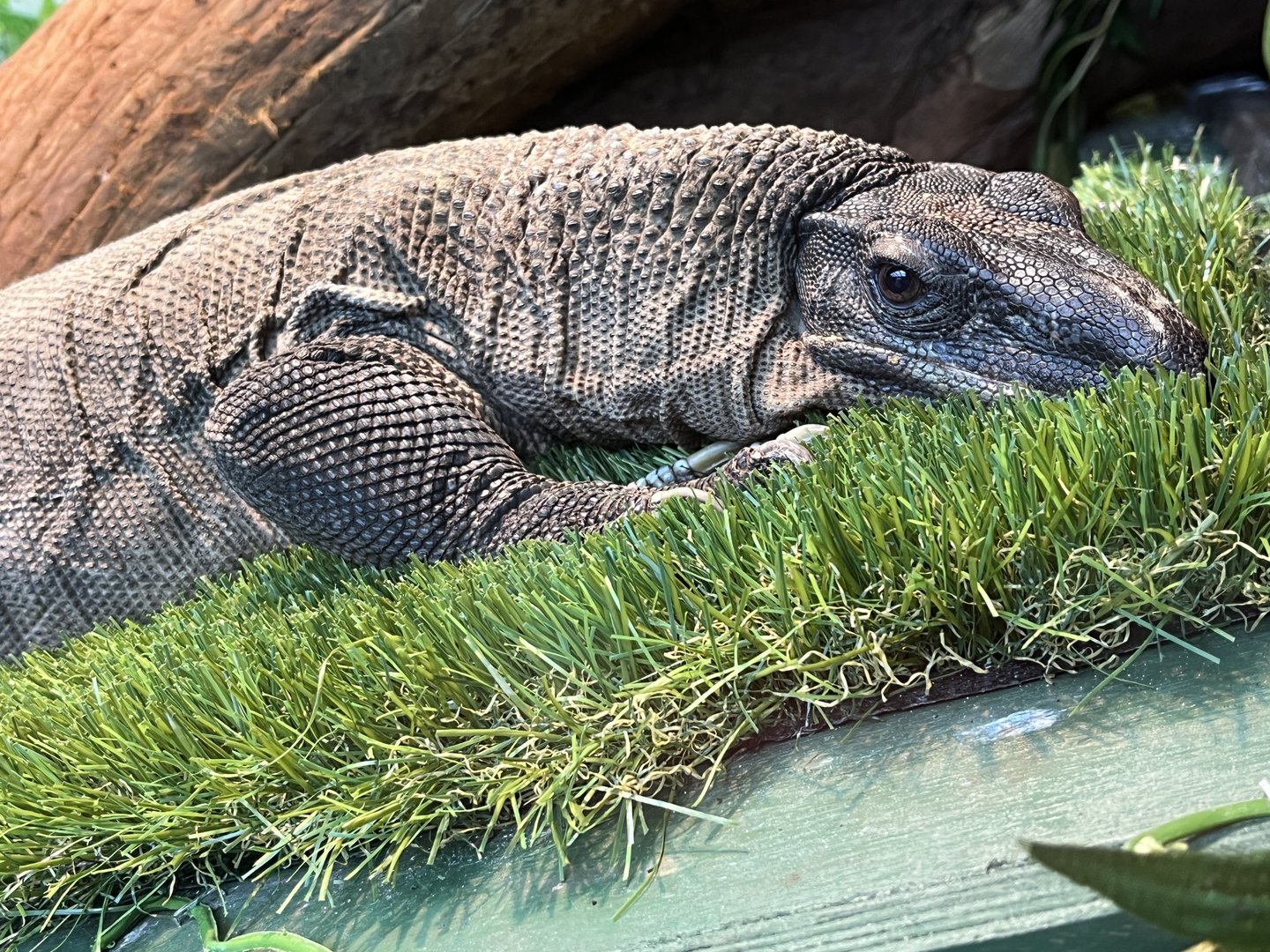 Rough Neck Monitor Lizard