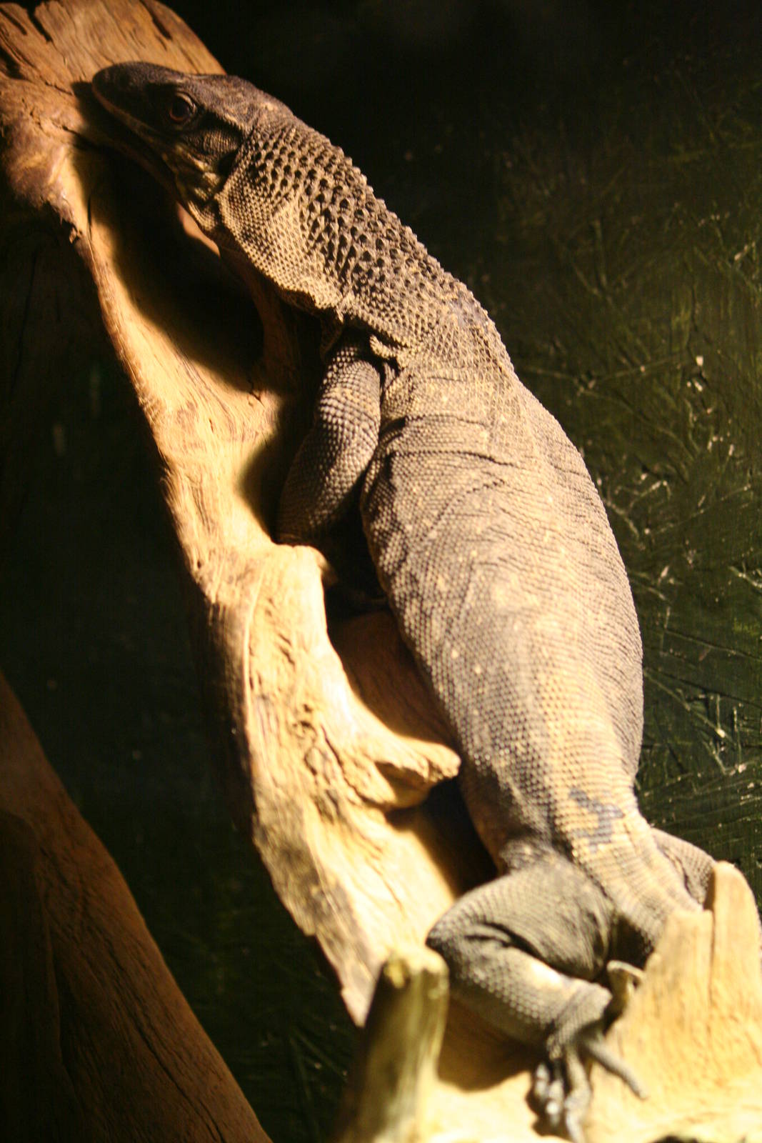 Rough-neck monitor