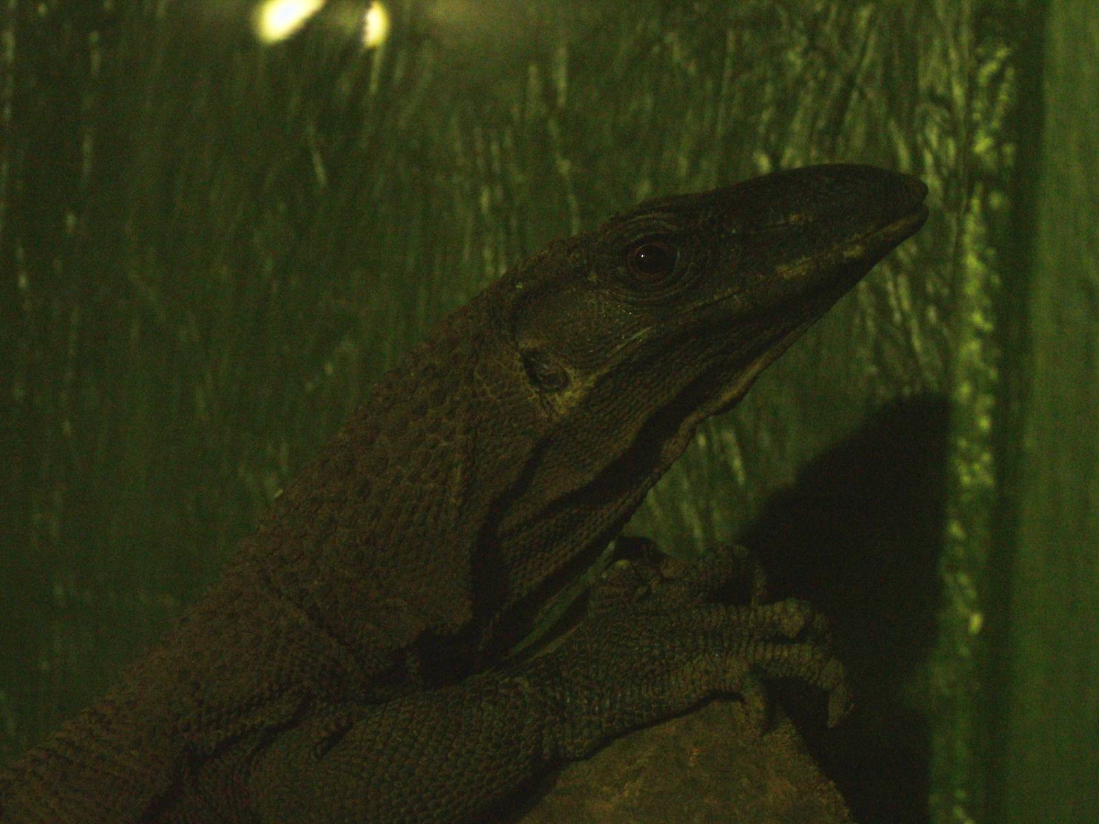 Rough-necked Monitor at Wingham 28/11/09