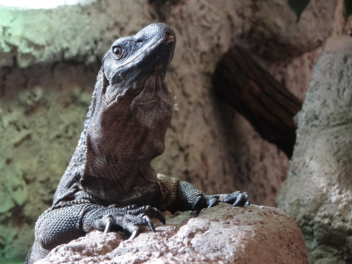 Rough-necked Monitor (Varanus rudicollis)