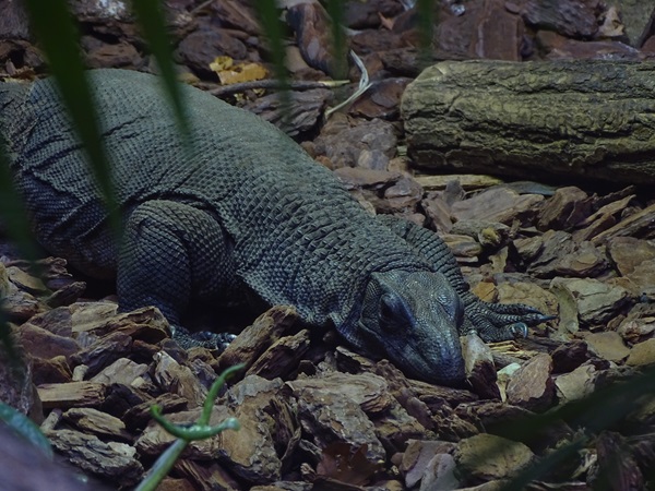 Rough-necked monitor (Varanus rudicollis)
