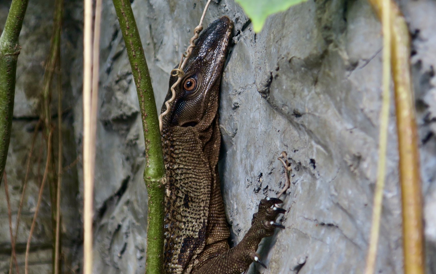 Rough-Necked Monitor (Varanus rudicollis)
