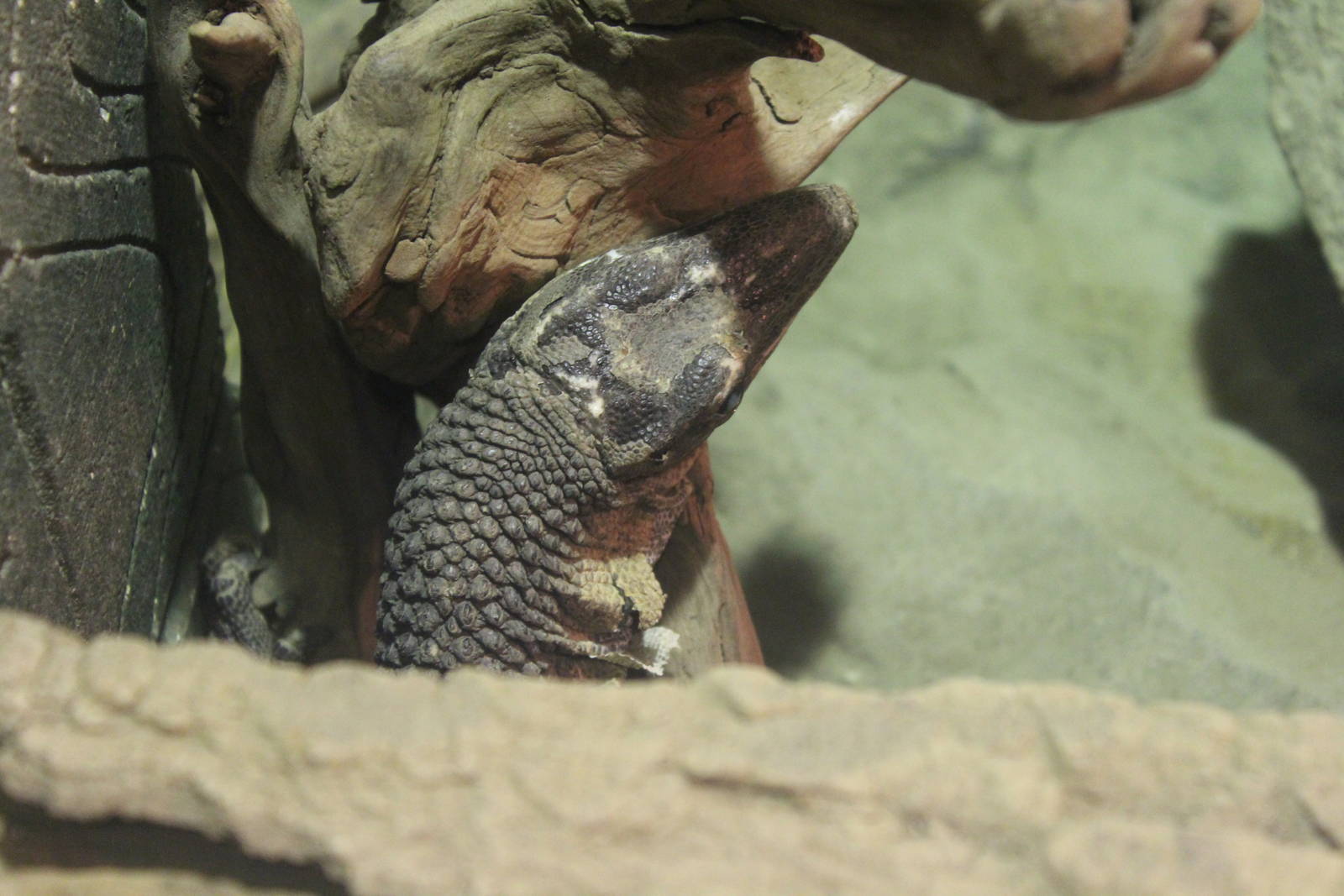 Rough-necked Monitor - Wingham Wildlife Park