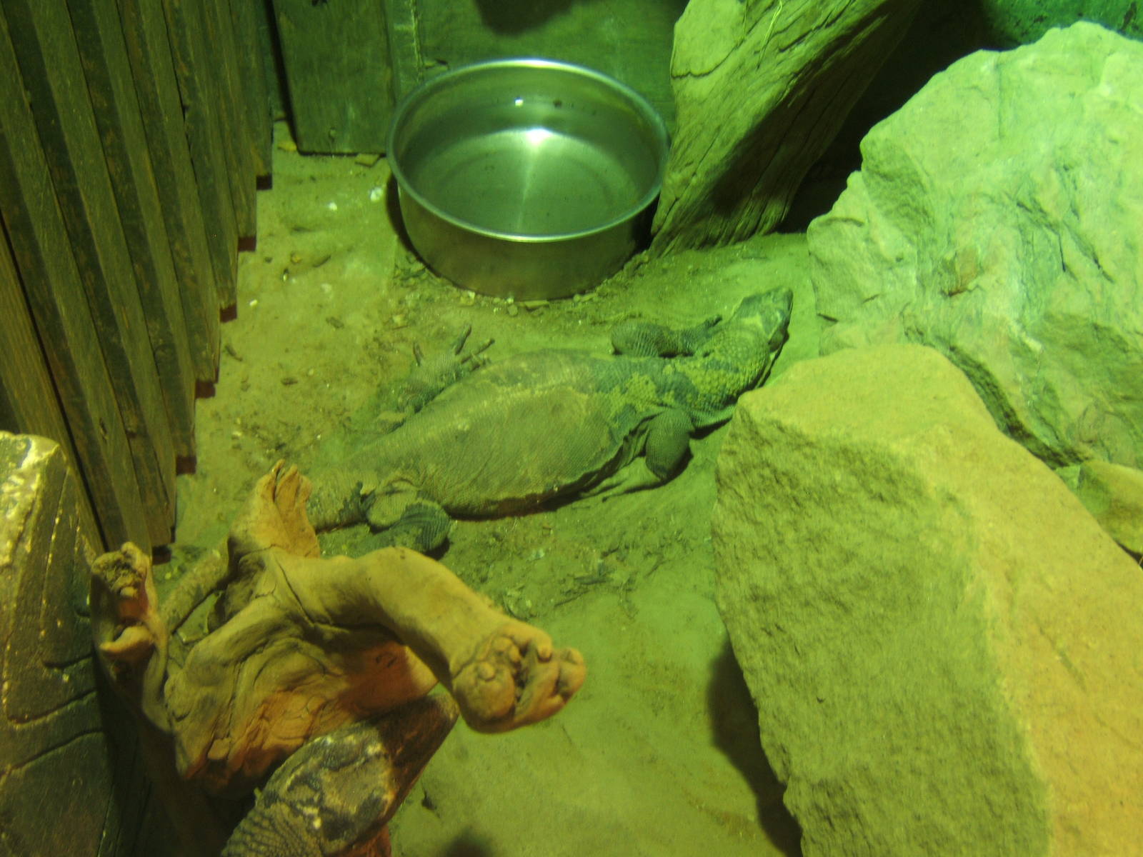 Rough-necked Monitor