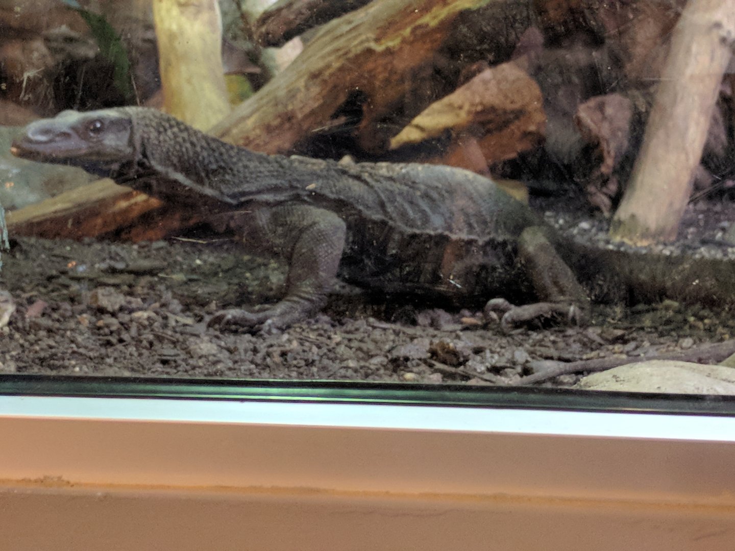 Rough necked Monitor