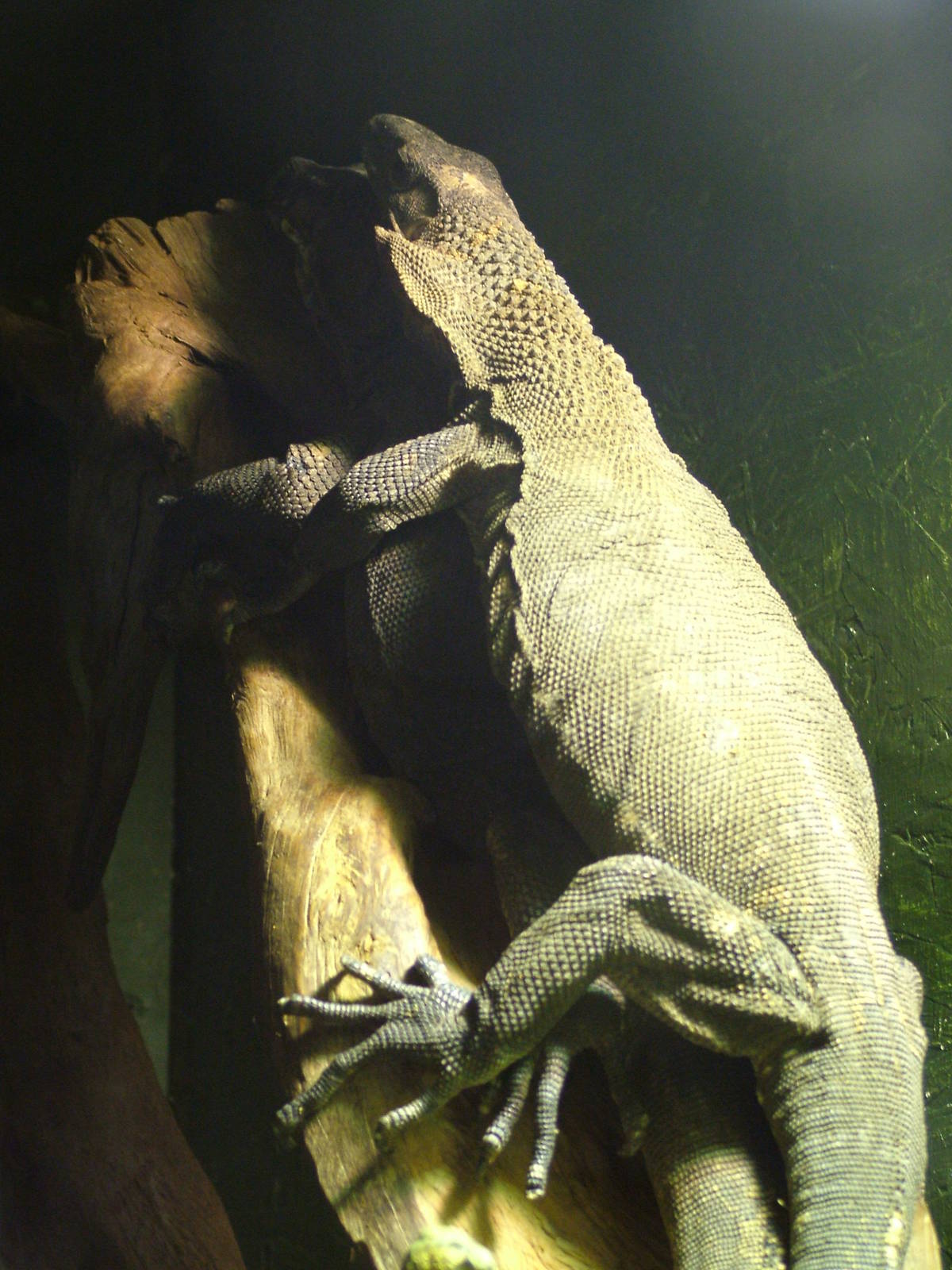 Rough-necked Monitors at Wingham WP, 31/07/10