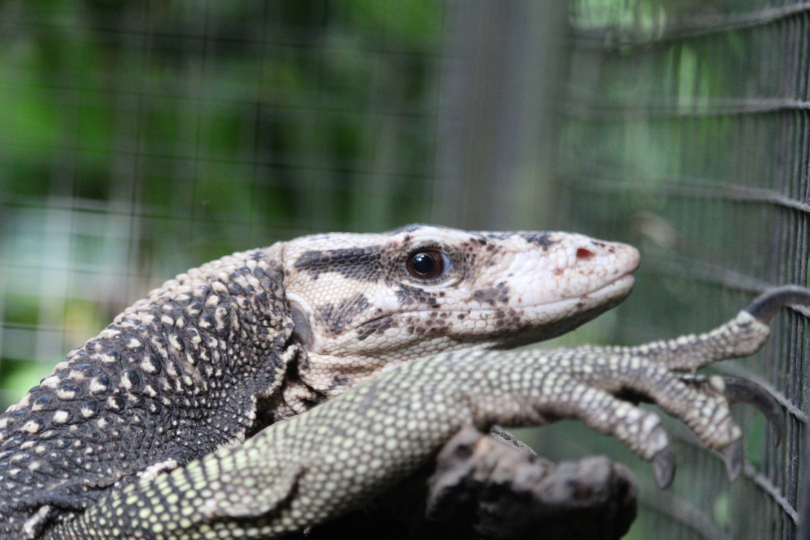Rough-necked water monitor (Varanus nuchalis)