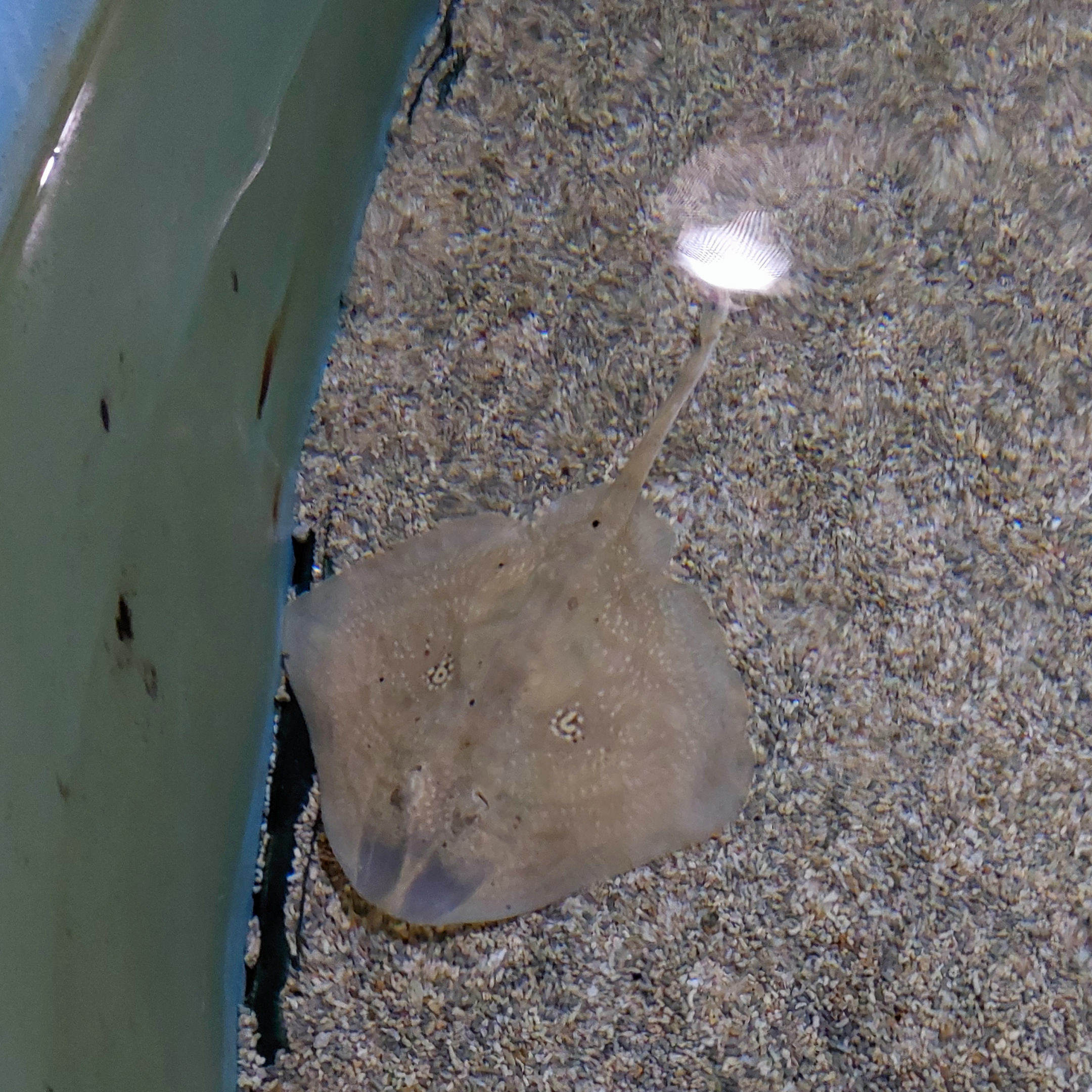 Rough ray (Raja radula)