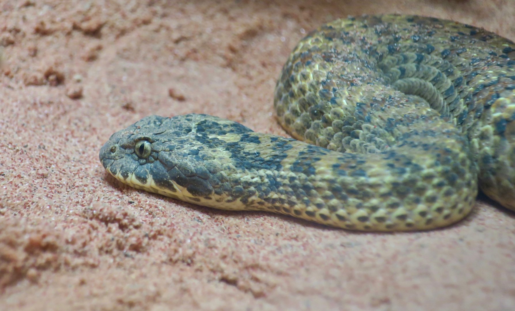 Rough-Scaled Death Adder (Acanthophis rugosus)