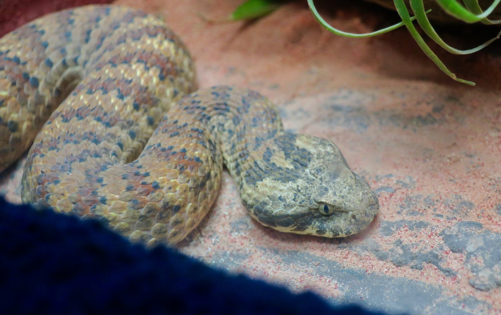 Rough-Scaled Death Adder (Acanthophis rugosus)